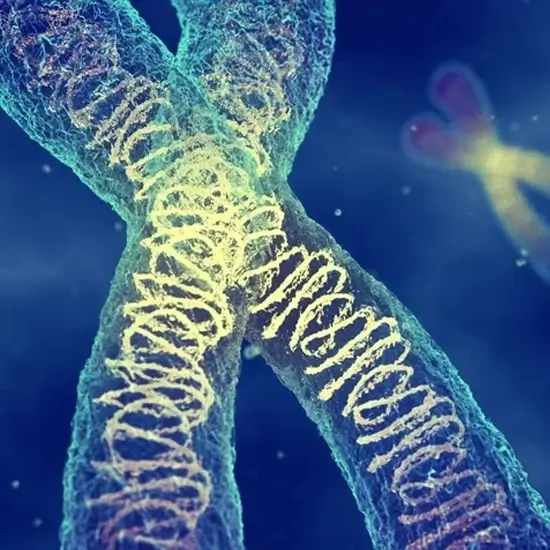 X Chromosome in Human DNA