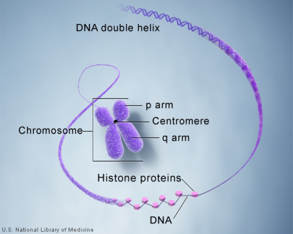 dna کروموزوم