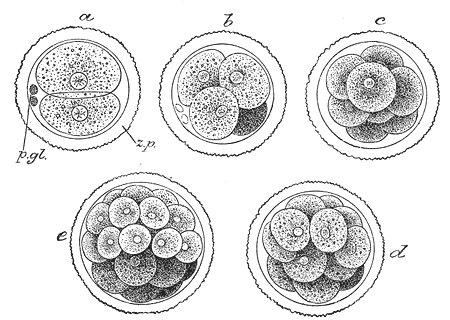 Polar Body cycle