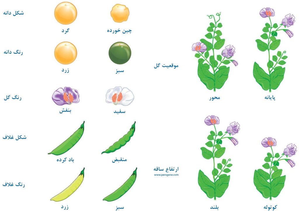 انواع ژنتیک در زیست شناسی گلها