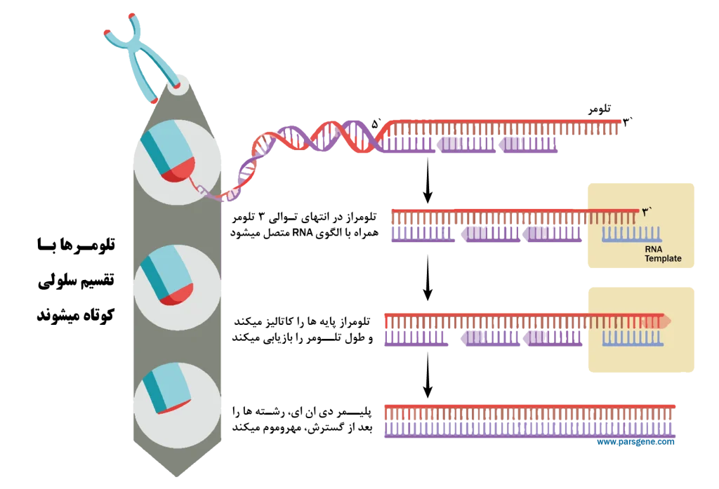 نحوه عملکرد تلومرها در دی ان ای