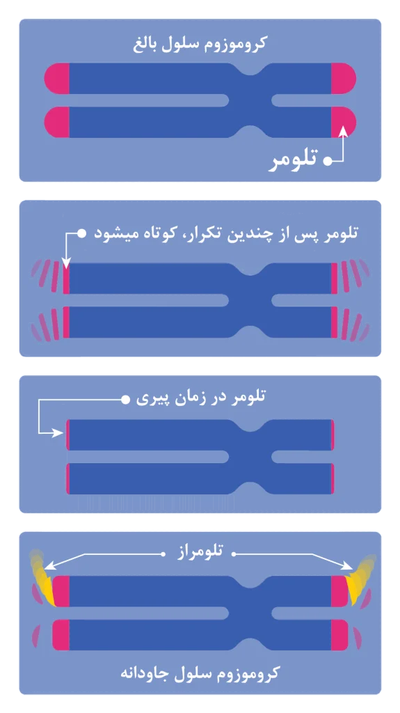 تلومر و تلومرازها در بدن