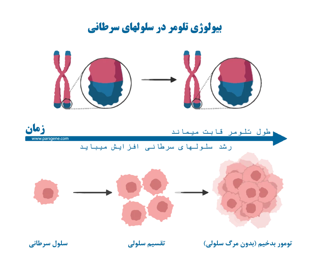 تلومرها در سلولهای سرطانی