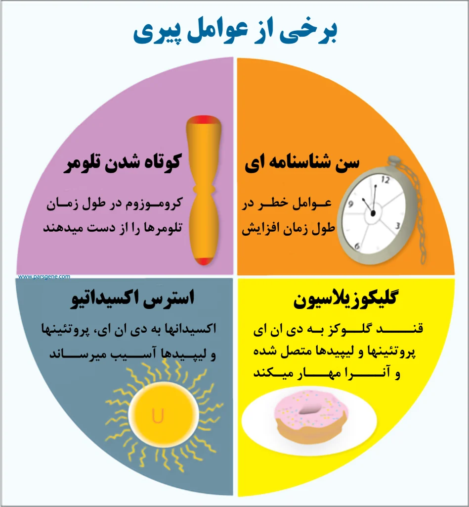 عوامل موثر بر روند پیری توسط تلومر