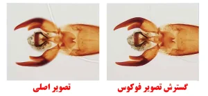 گسترش تصویر با فوکوس برتر