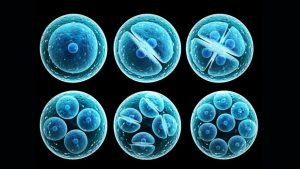 بهبود کیفیت جنین در IVF