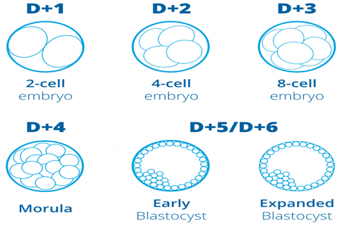 بررسی مراحل رشد تخمک در IVF