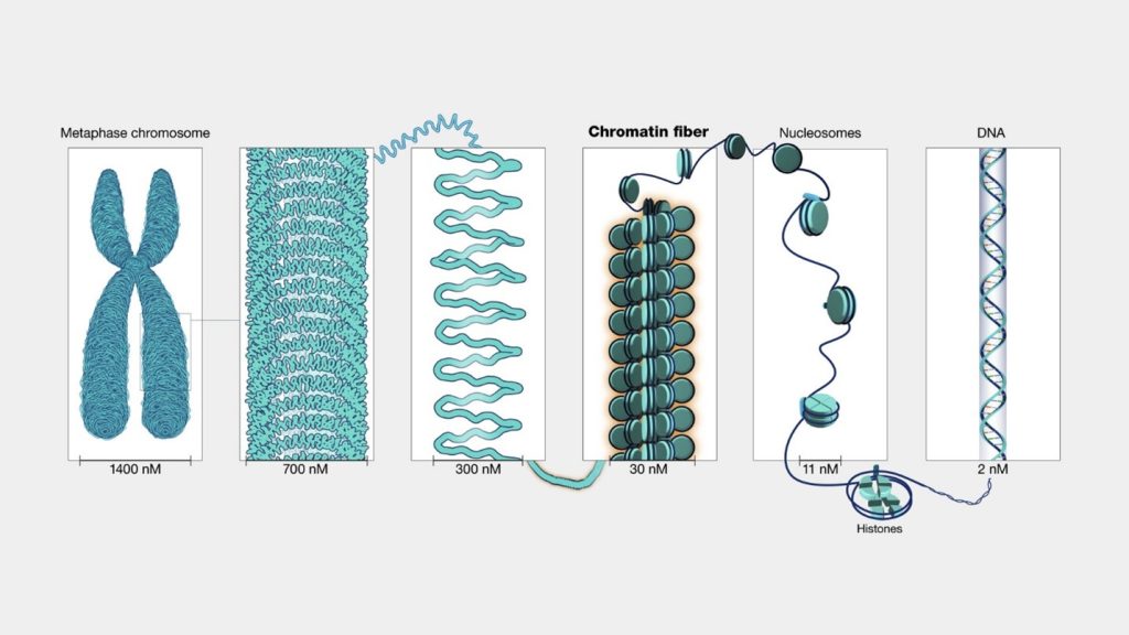 ساختمان کروموزوم، کروماتین و DNA