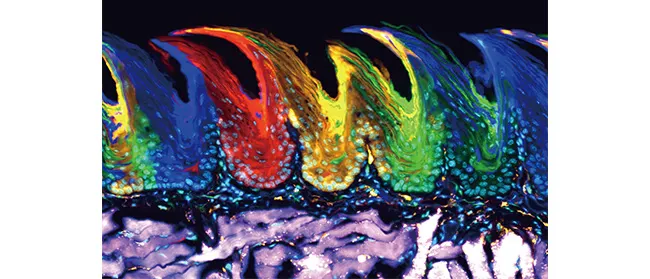 دوربین‌های تک رنگ