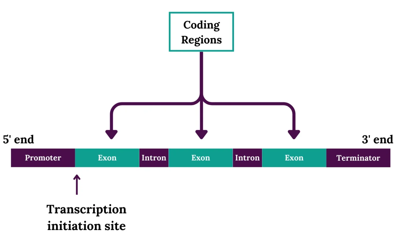 اجزای سازنده‌ی ژن