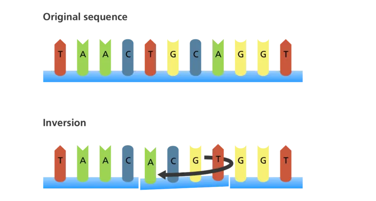 جهش وارونگی