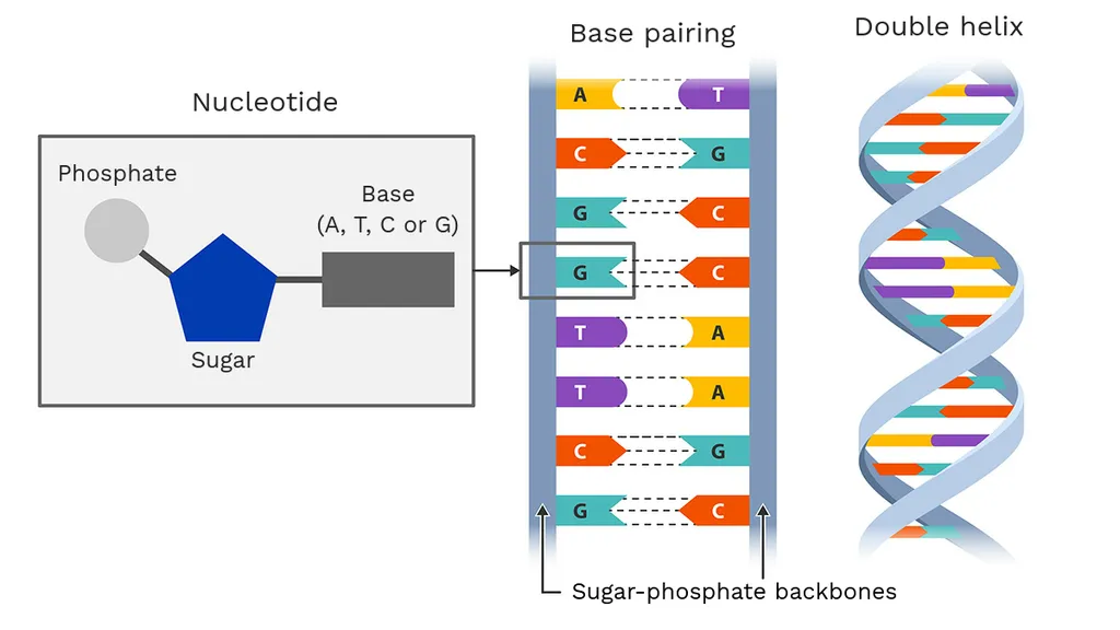 ساختمان DNA
