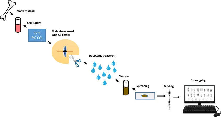 مراحل انجام کاریوتایپ