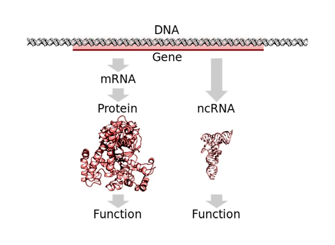 RNA غیر کدکننده
