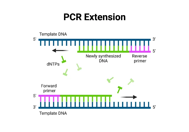 مرحله گسترش یا طویل سازی