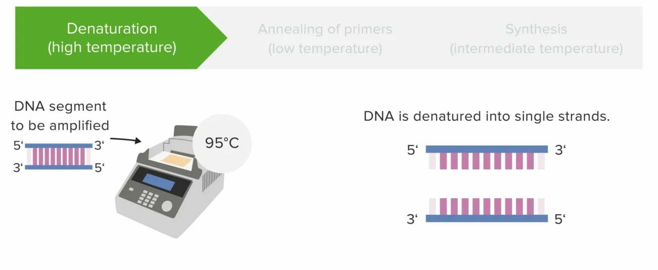 مرحله دناتوراسیون PCR