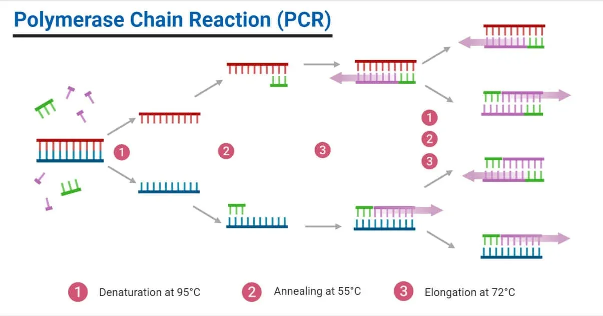 روند انجام واکنش زنجیره پلیمراز PCR