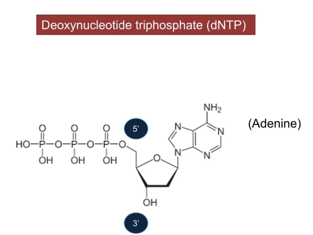 دئوکسی نوکلئوتید تری فسفاتها