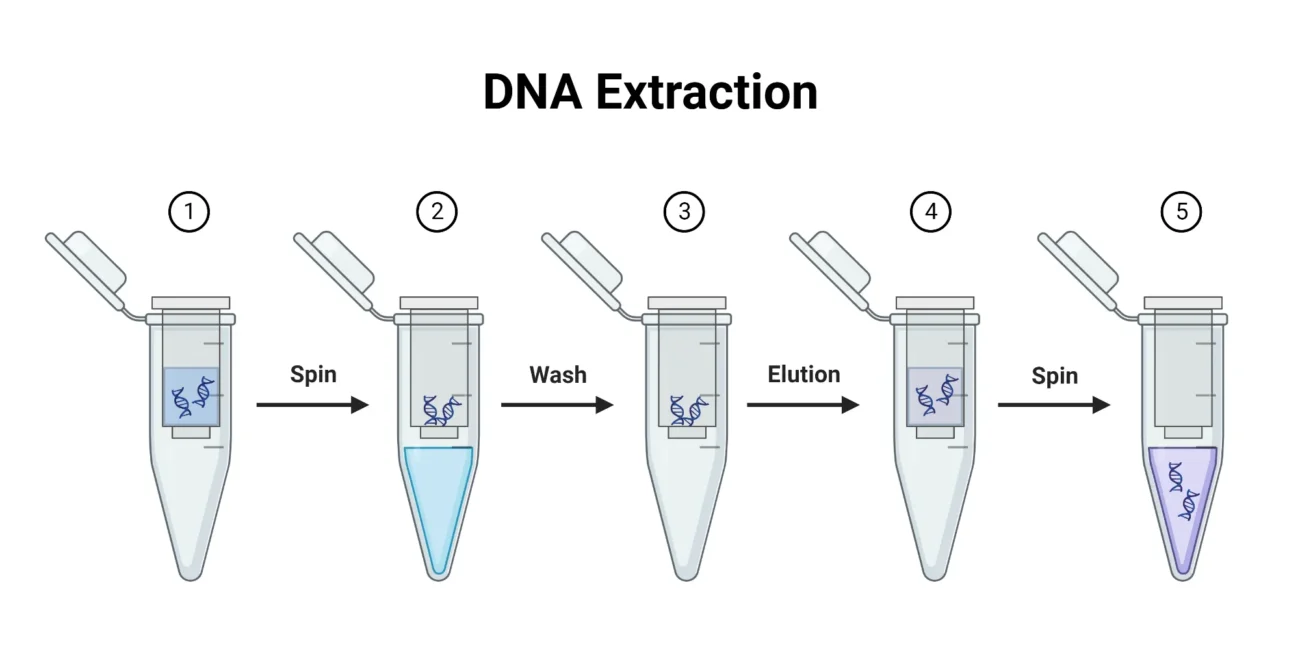 استخراج DNA