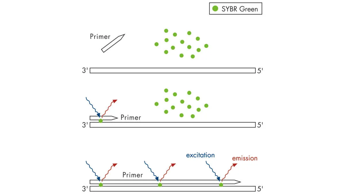 Real-Time PCR