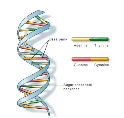 ساختمان DNA