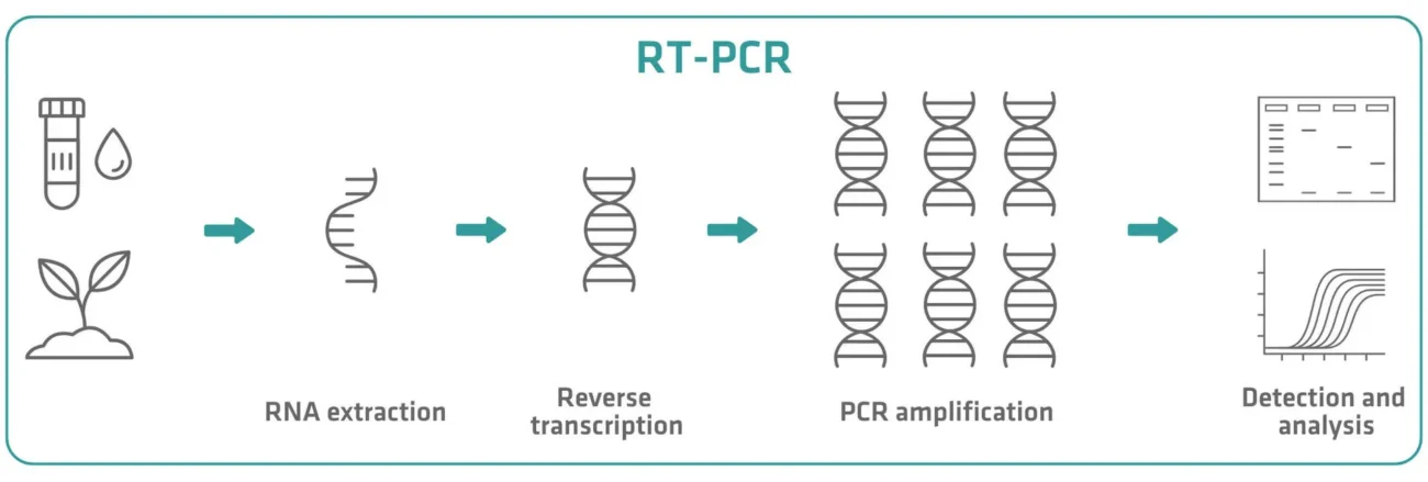 تکنیک RT-PCR