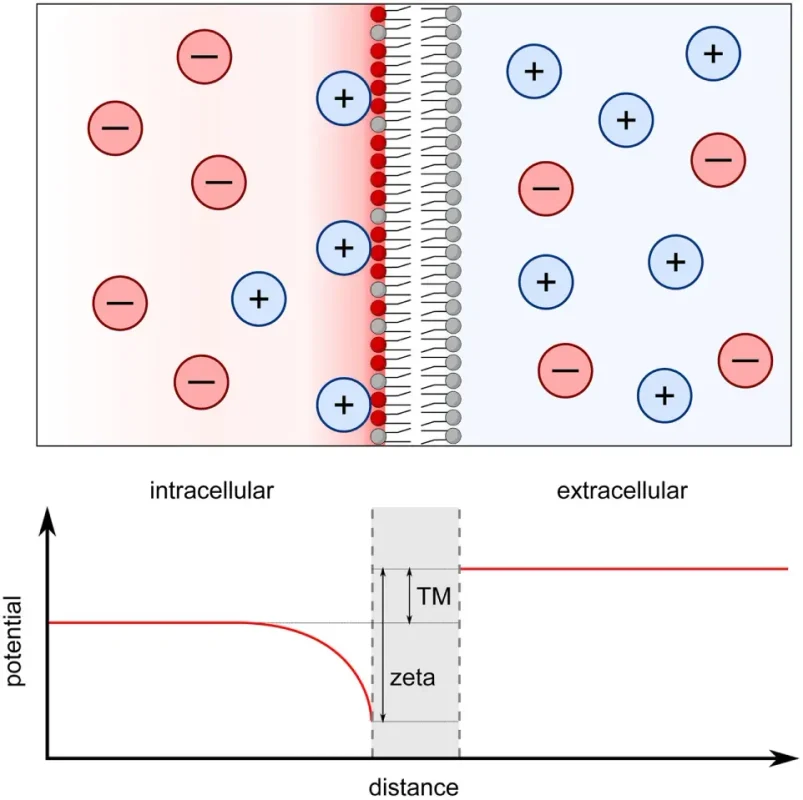 نمای مفهومی انتخاب اسپرم بر اساس ویژگی‌های بار الکتریکی سطح سلول (Zeta Potential).